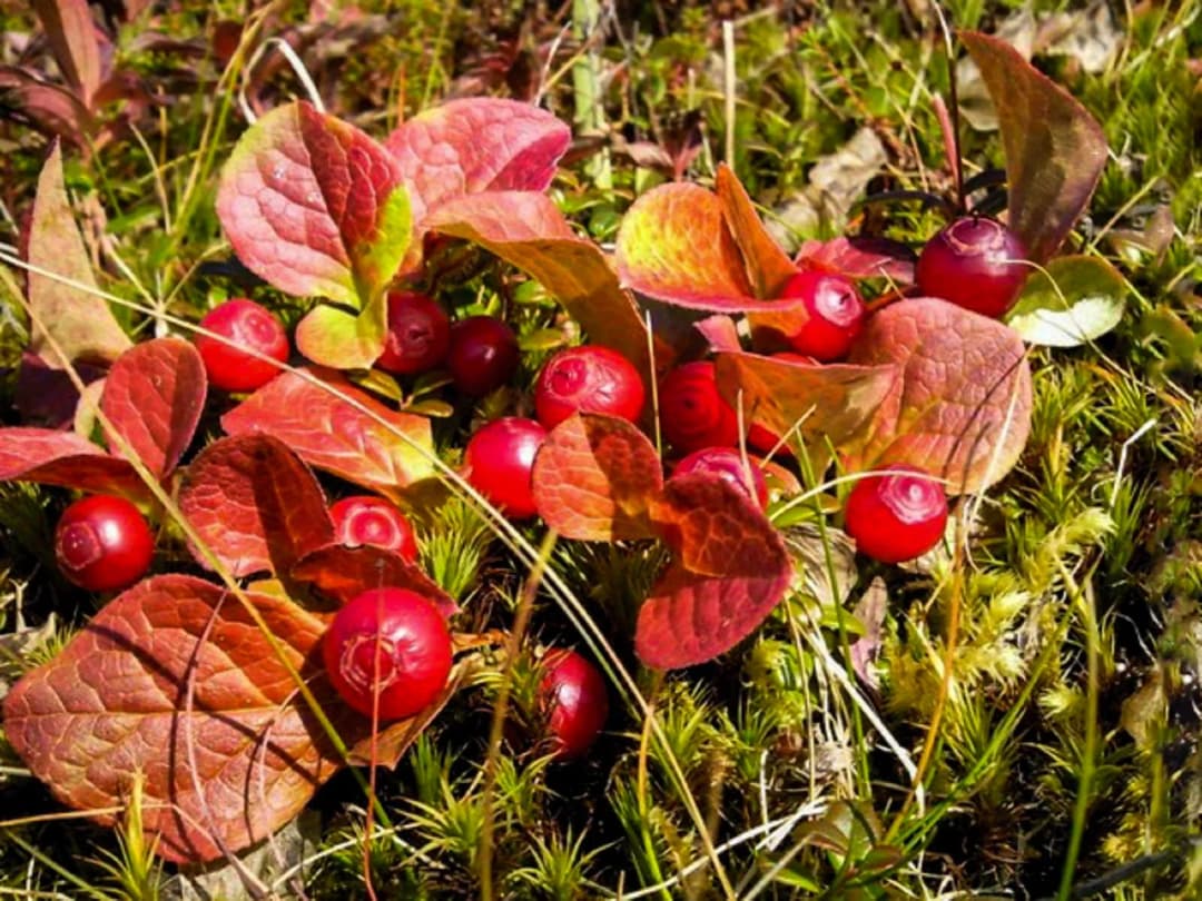 Vaccinium praestans - Photo 3 sur 3