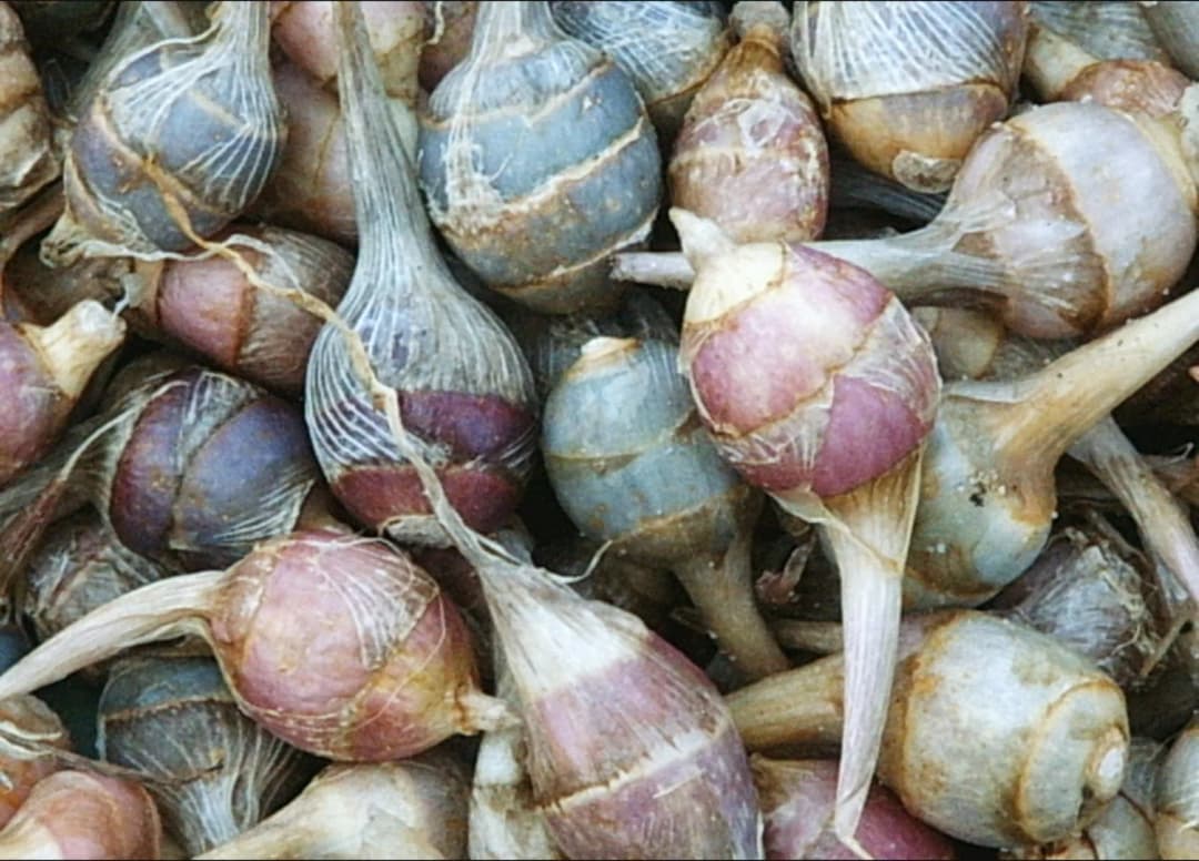 Sagittaria latifolia - Photo 1 sur 2