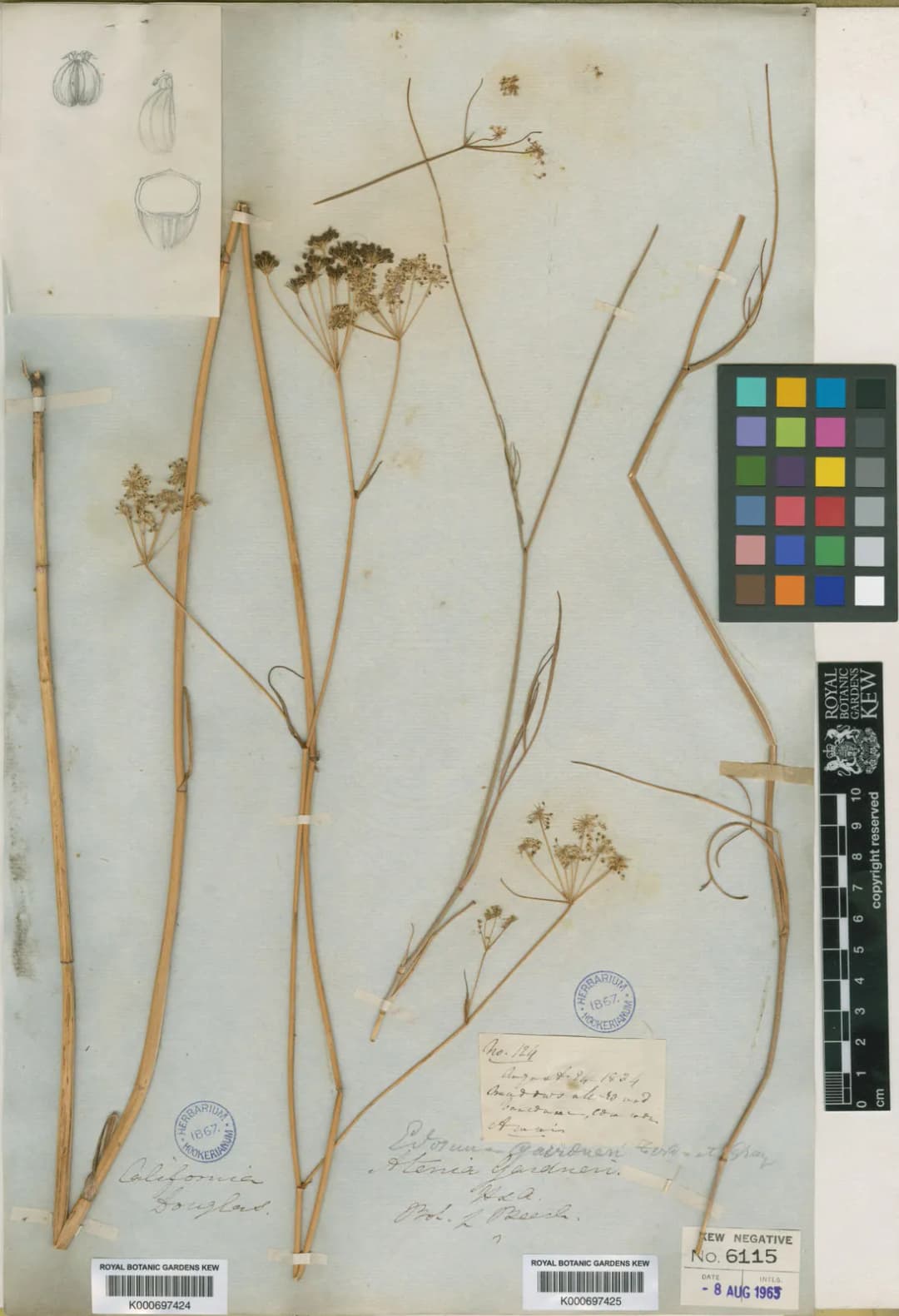 Perideridia gairdneri - Photo 2 sur 4