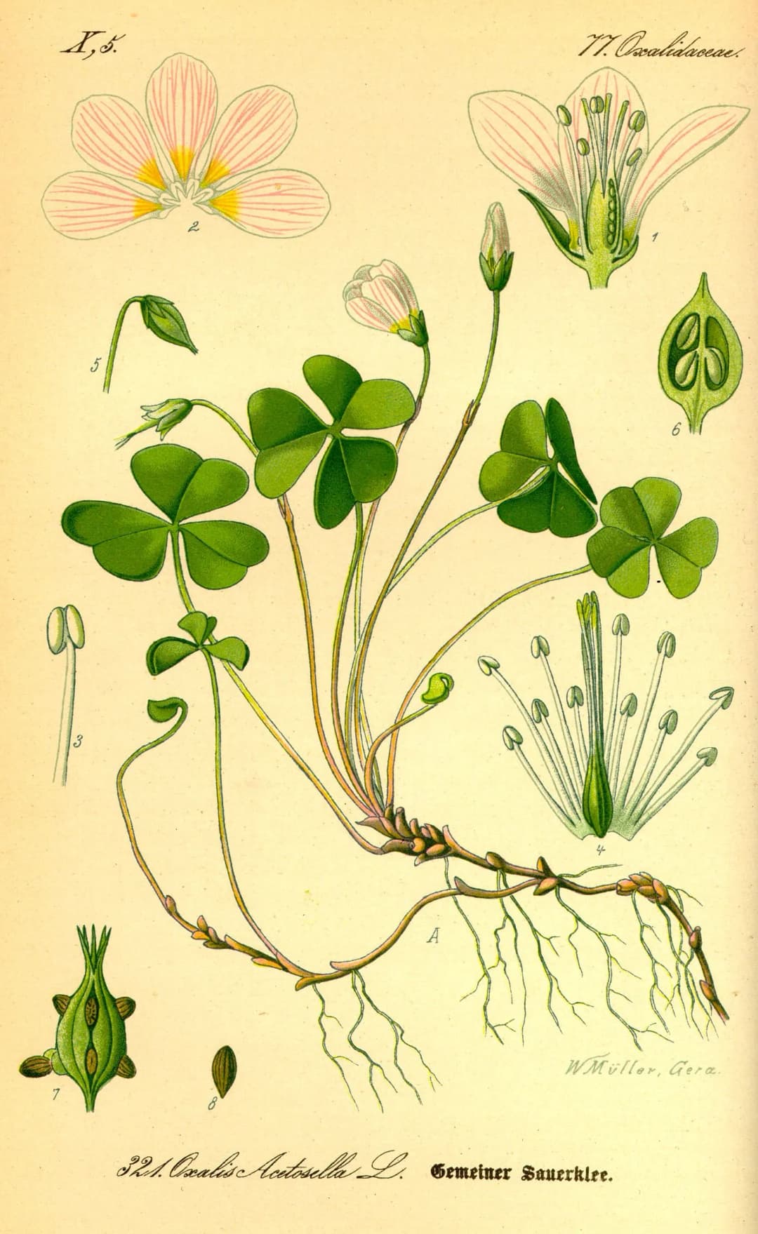 Oxalis acetosella - Photo 4 sur 5