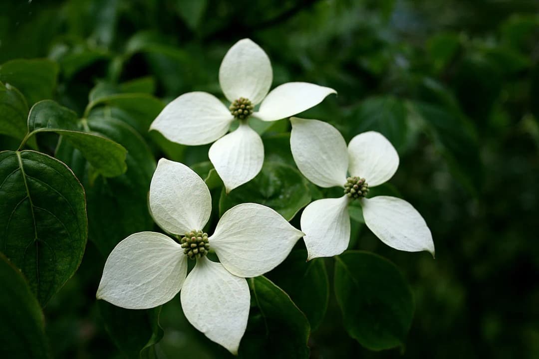 Cornus kousa chinensis - Photo 4 sur 5
