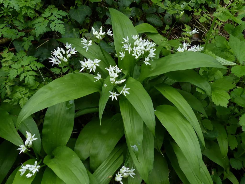 Allium ursinum - Photo 4 sur 8