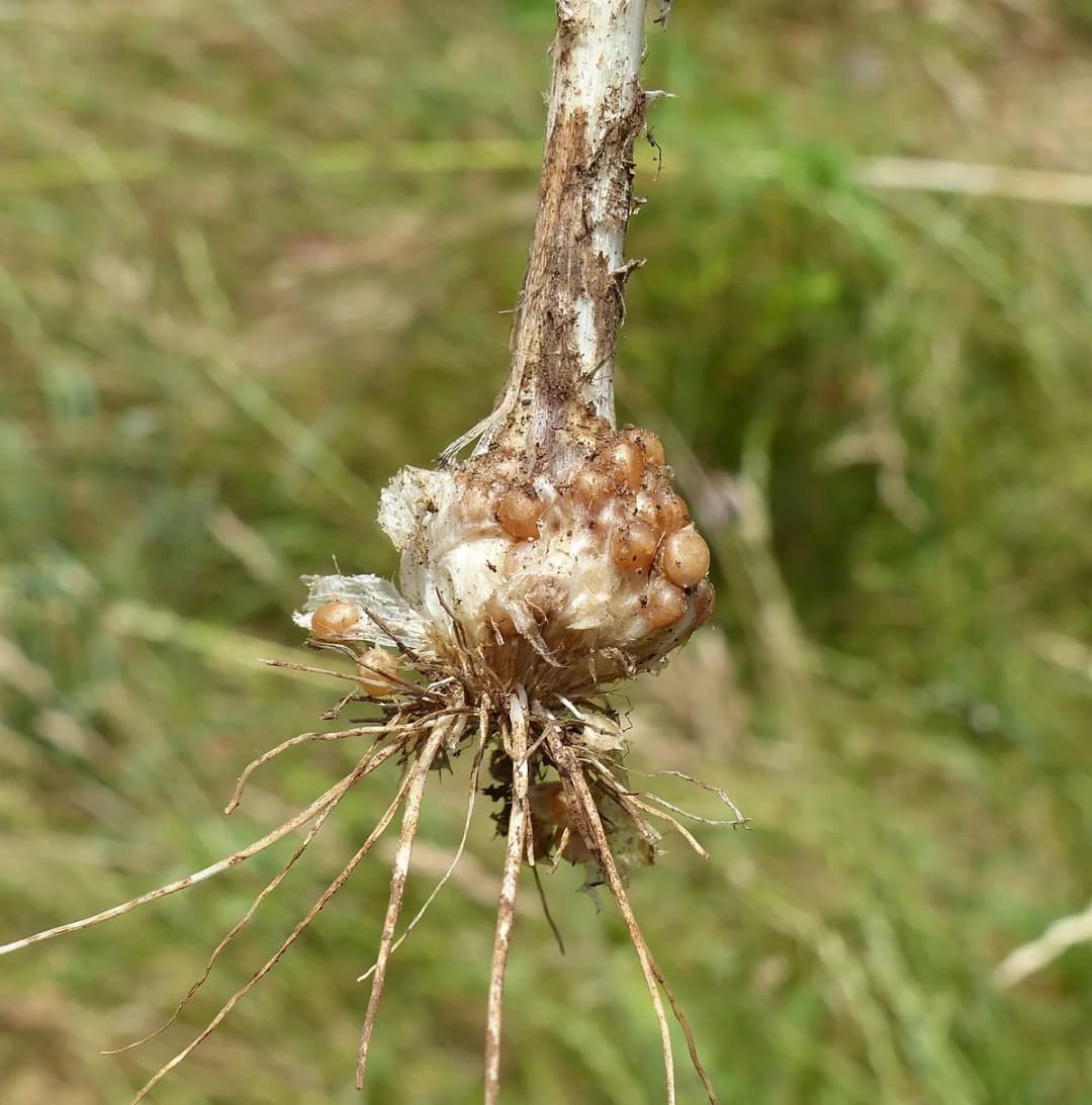 Allium scorodoprasum - Photo 1 sur 7