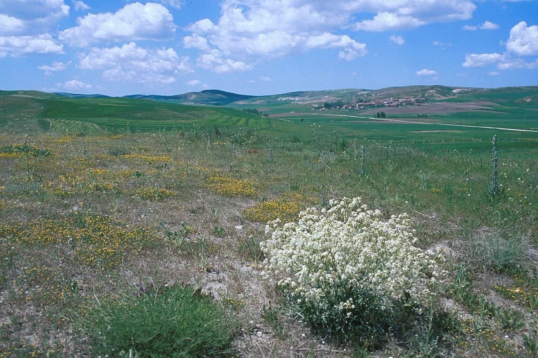 Crambe tatarica - Photo 3 sur 4