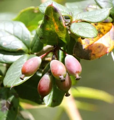 Photo de Daruharidra, Épine vinette indienne (Berberis aristata), Arbuste