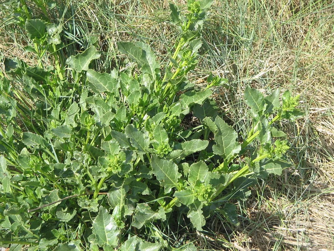 Beta vulgaris maritima - Photo 2 sur 4