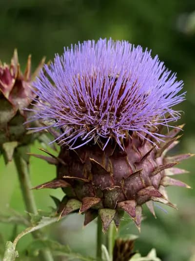 Photo de Cardon (Cynara cardunculus), Couvre-sol