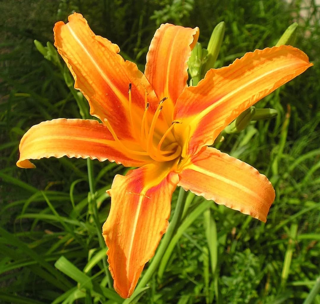 Hemerocallis fulva - Photo 1 sur 4