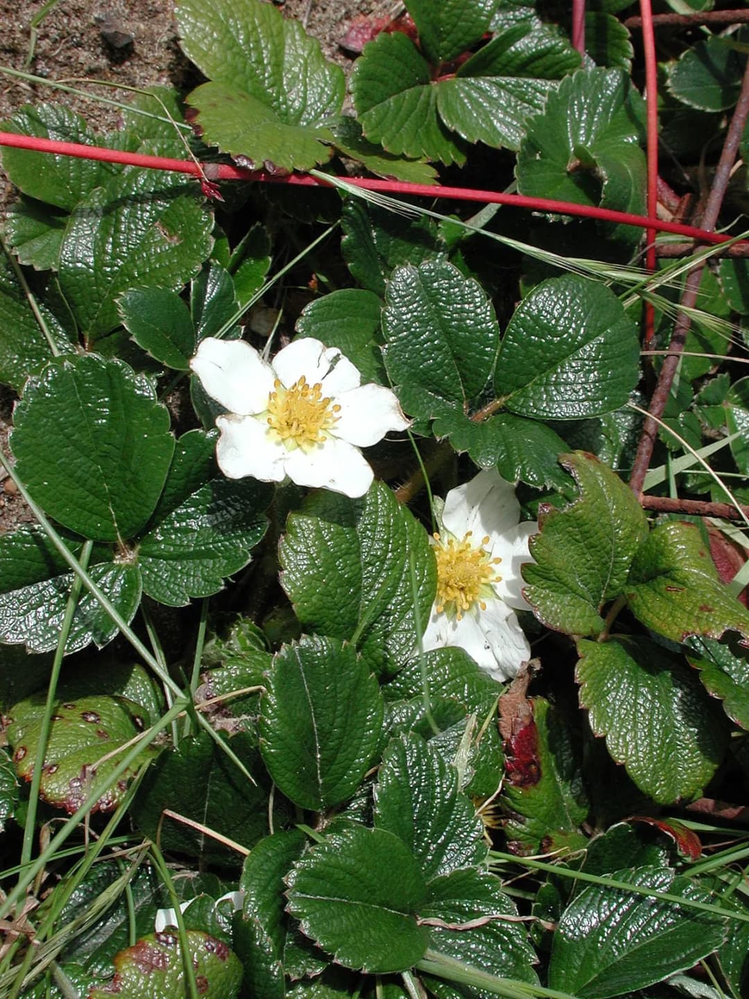 Fragaria chiloensis - Photo 2 sur 5