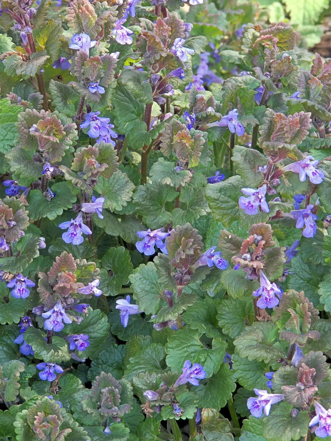 Glechoma hederacea - Photo 1 sur 4