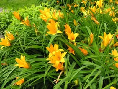 Photo de Hémérocalle de Middendorff (Hemerocallis middendorffii), Couvre-sol