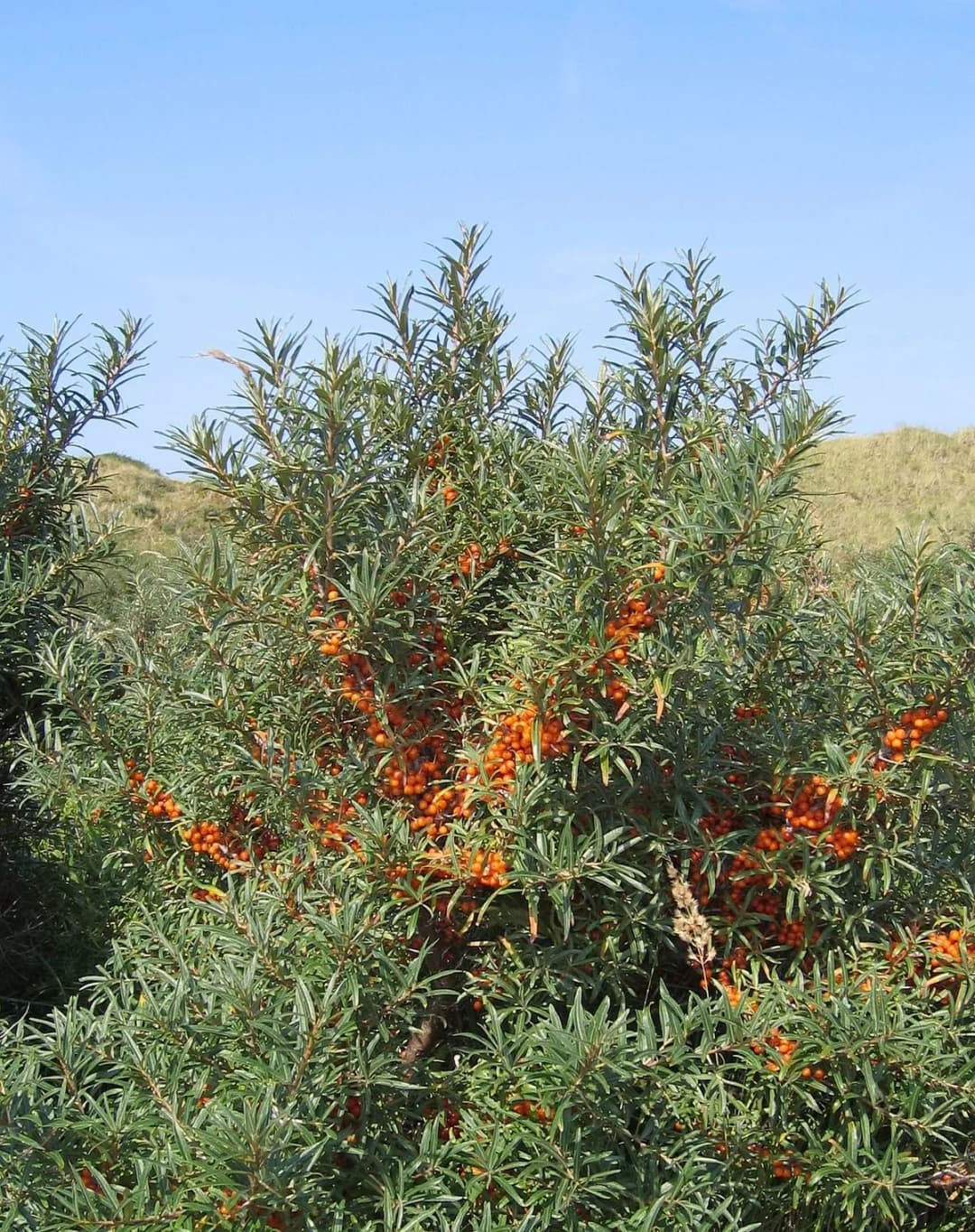 Hippophae rhamnoides - Photo 4 sur 9