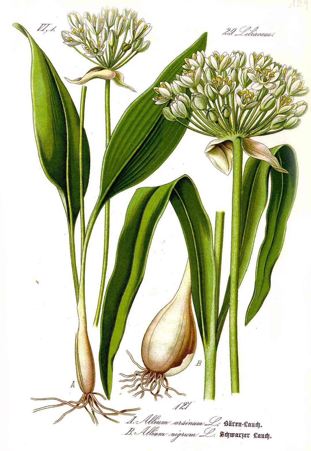 Allium ursinum - Photo 3 sur 8