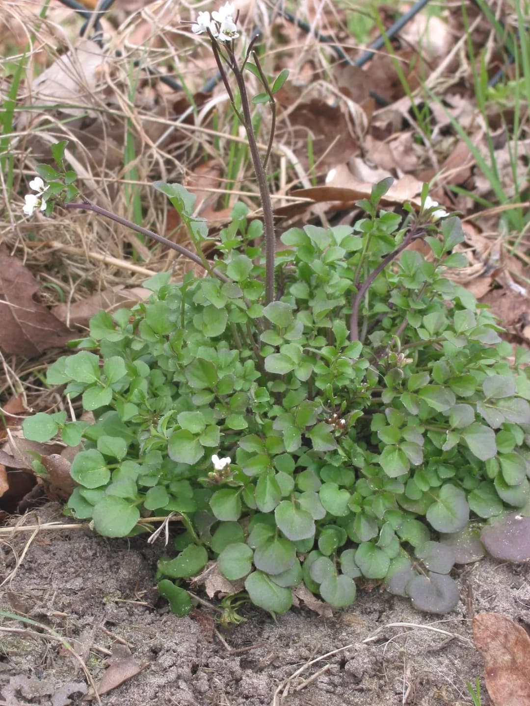 Cardamine hirsuta - Photo 2 sur 7