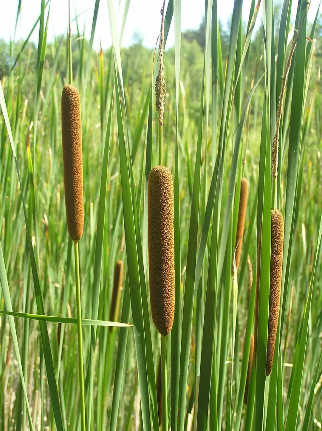 Typha angustifolia - Photo 1 sur 5