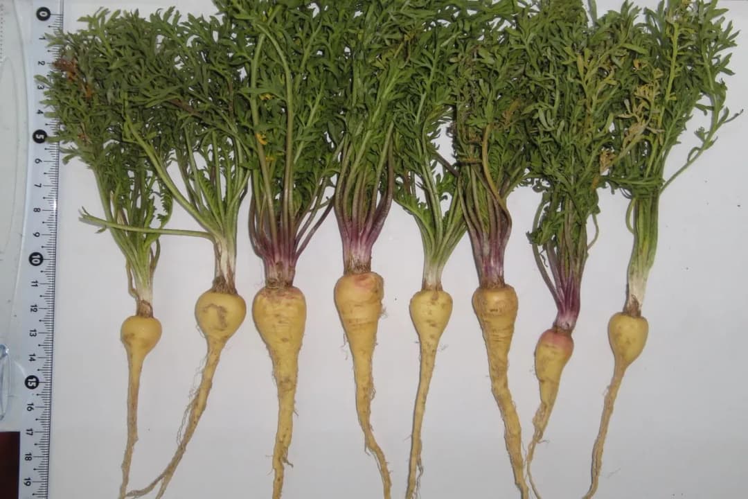 Lepidium meyenii - Photo 1 sur 3