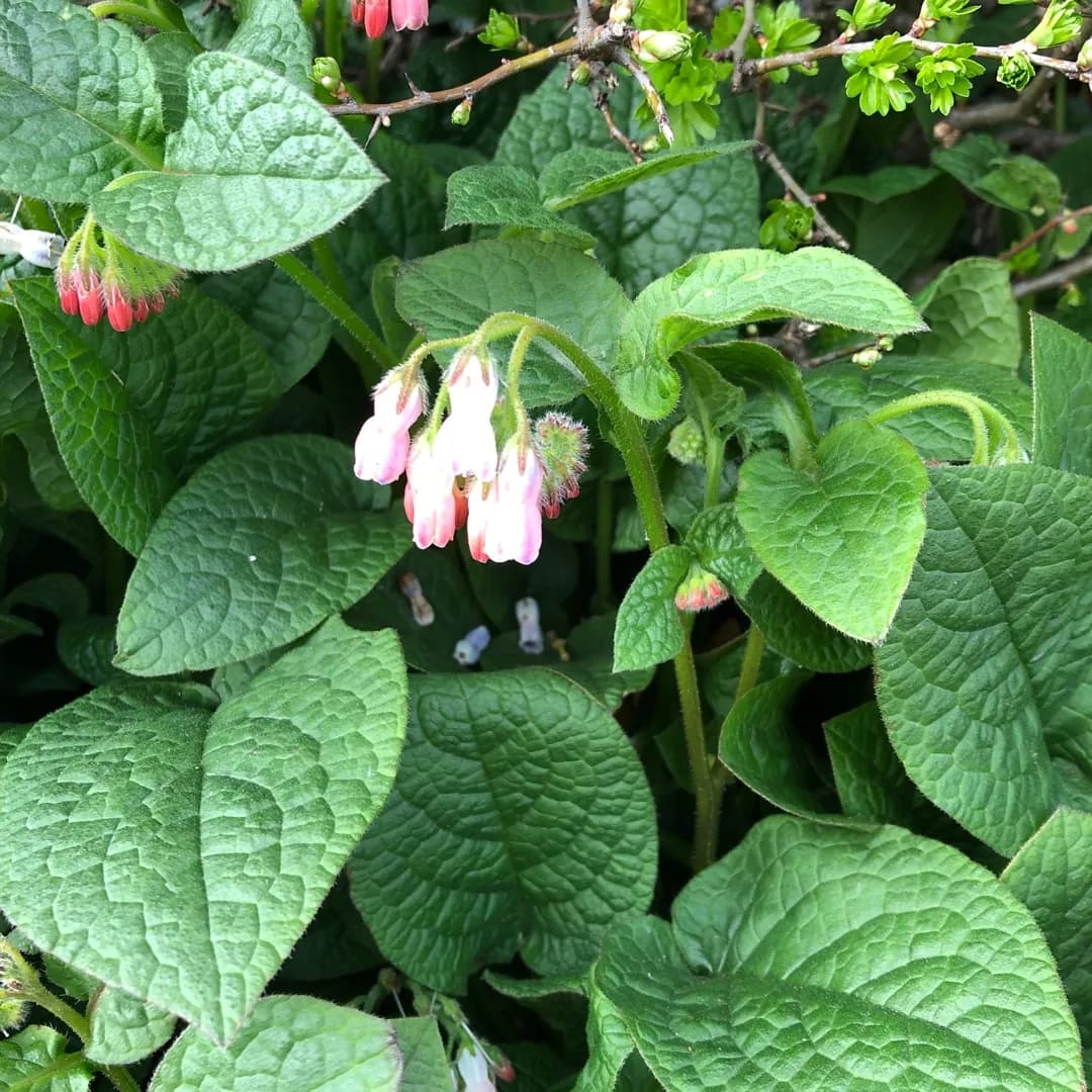 Symphytum officinale - Photo 6 sur 7