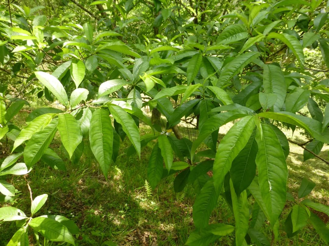 Prunus davidiana - Photo 4 sur 4