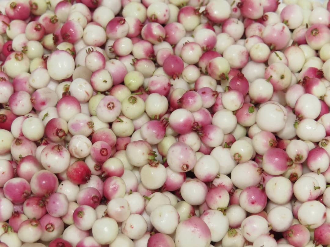 Myrteola nummularia - Photo 3 sur 4