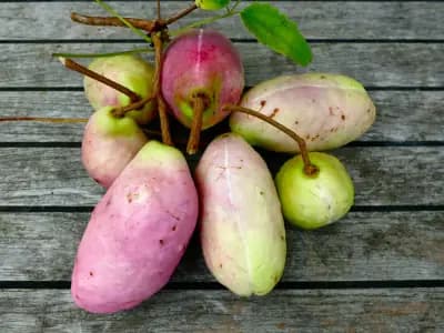 Photo de Akébie à 3 feuilles (Akebia trifoliata), Grimpante