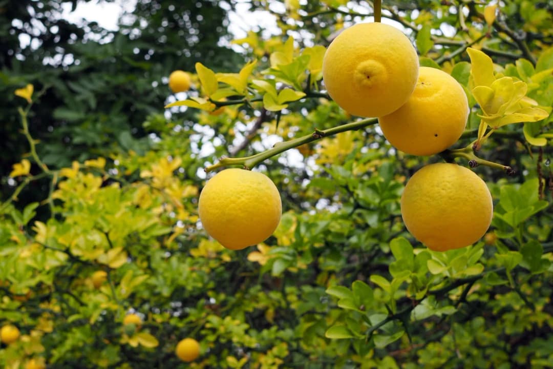 Poncirus trifoliata - Photo 1 sur 1