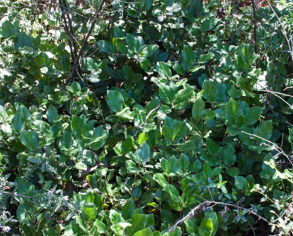 Gaultheria shallon - Photo 8 sur 8