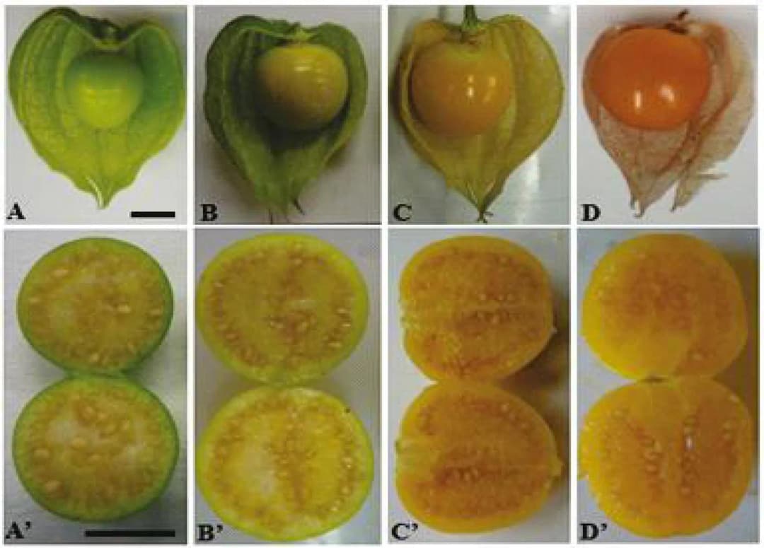 Physalis peruviana - Photo 6 sur 7