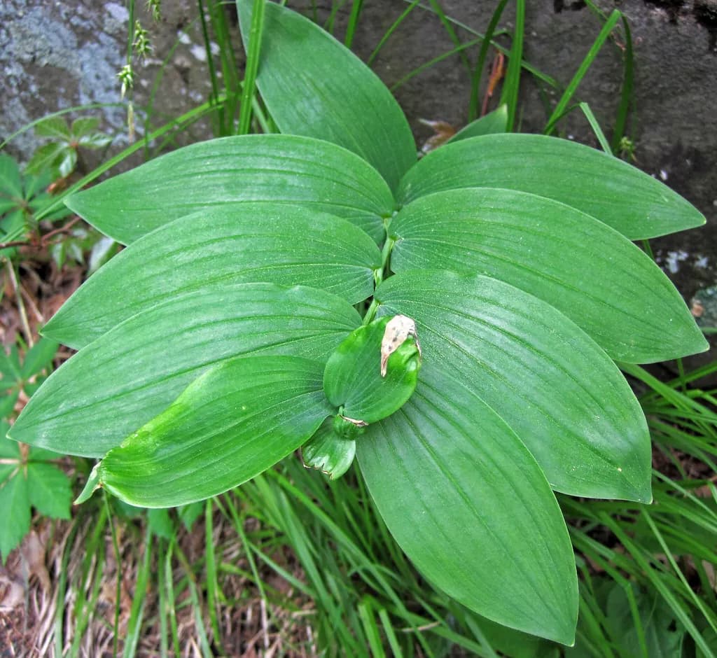 Polygonatum biflorum - Photo 2 sur 4