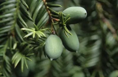 Photo de Torreya du Japon (Torreya nucifera), Canopée