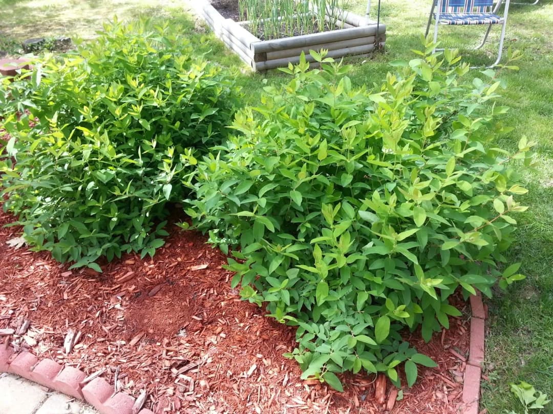 Lonicera caerulea borealis - Photo 5 sur 6