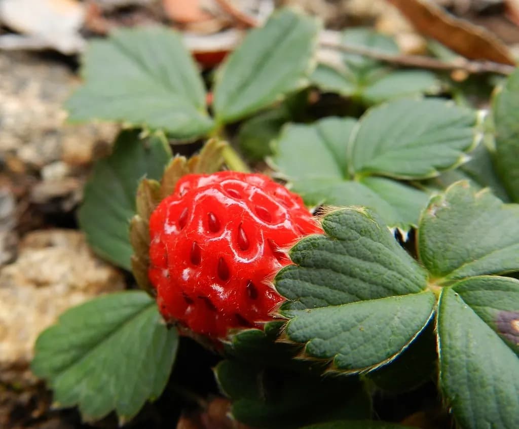 Fragaria chiloensis - Photo 1 sur 5