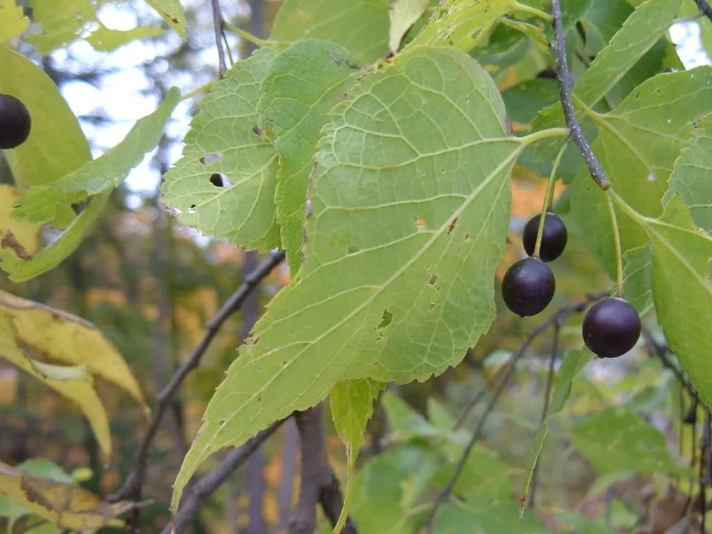 Celtis occidentalis - Photo 4 sur 5