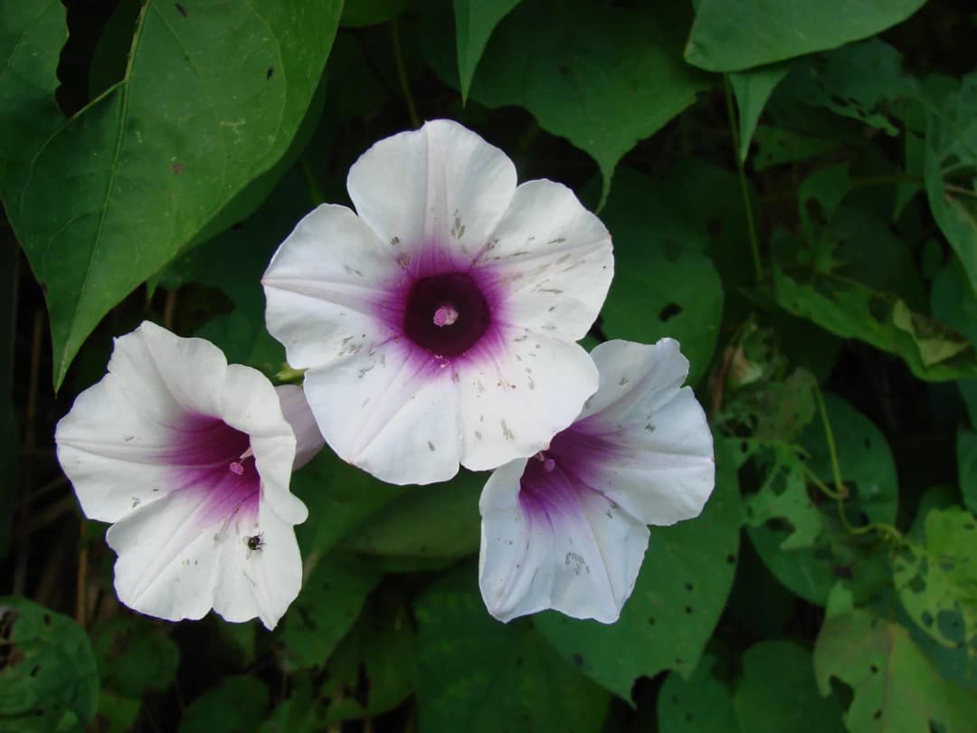 Ipomoea batatas - Photo 2 sur 6
