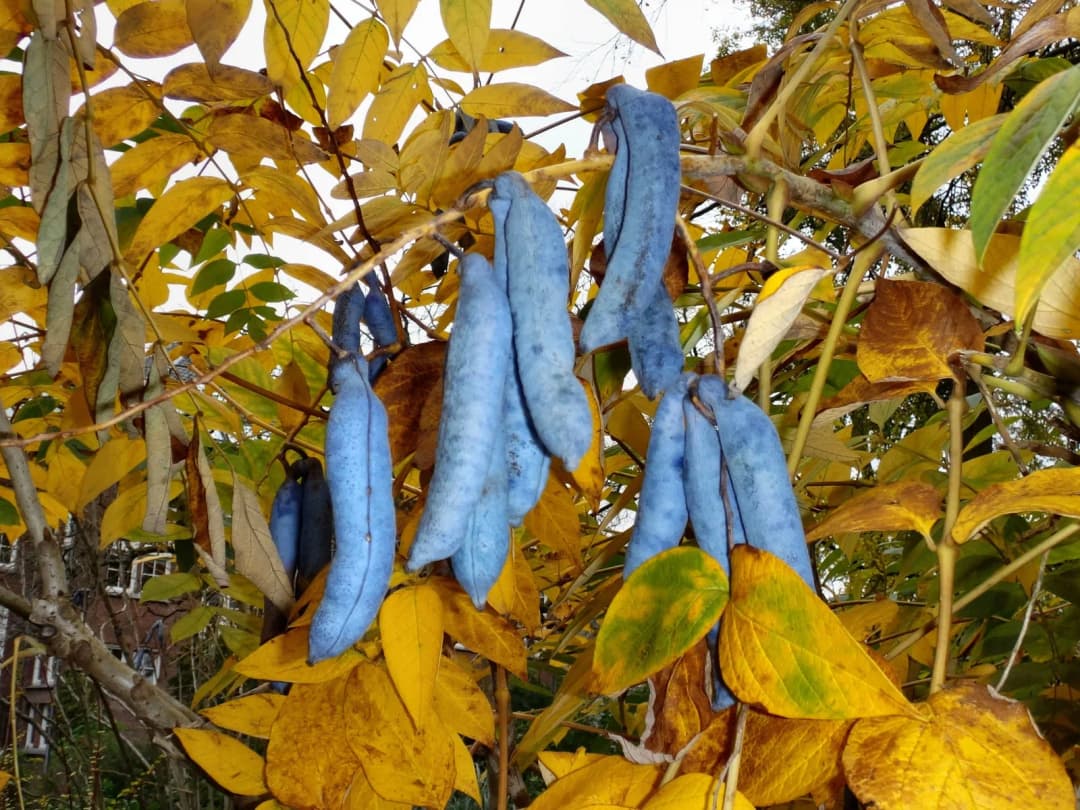 Decaisnea fargesii - Photo 2 sur 8