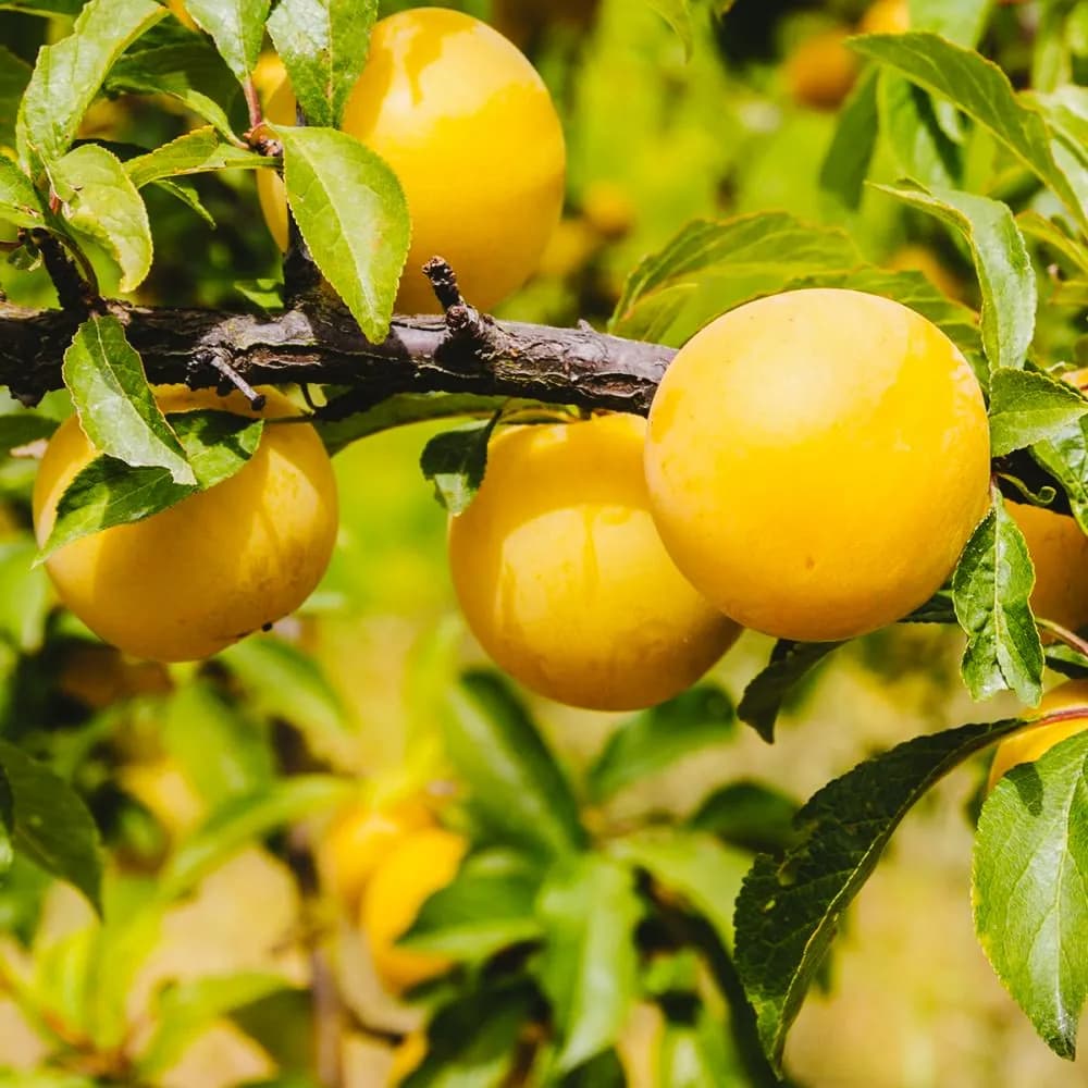 Prunus domestica Prunier Ste Catherine - Photo 1 sur 3