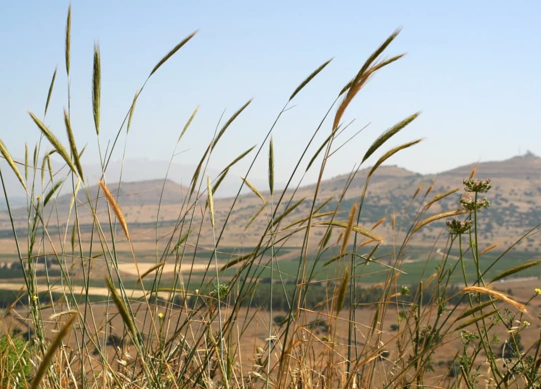 Secale strictum - Photo 1 sur 2