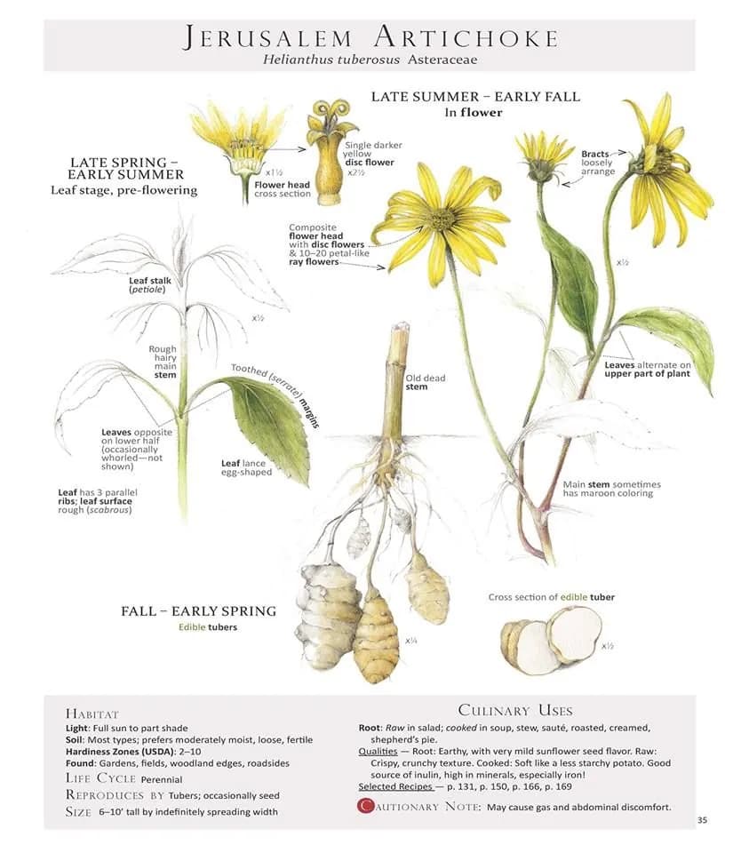 Helianthus tuberosus - Photo 7 sur 10
