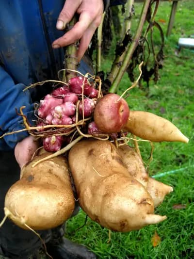 Photo de Yacon, Poire de terre (Polymnia edulis), Rhizosphère