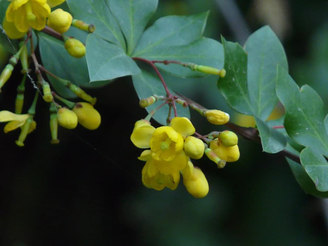 Berberis buxifolia - Photo 8 sur 9