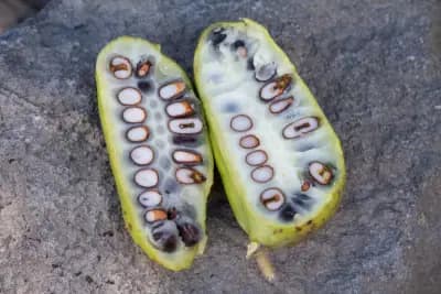 Photo de Liane du Chili (Lardizabala biternata), Grimpante