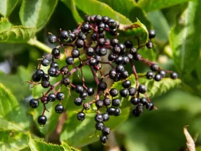 Photo de Baie de maqui (Aristotelia chilensis), Arbuste