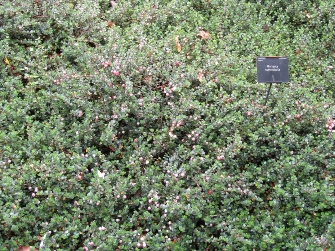 Myrteola nummularia - Photo 2 sur 4