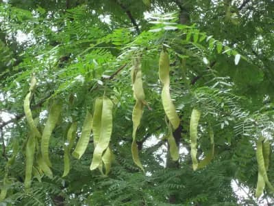 Photo de Févier d'Amérique (Gleditsia triacanthos), Canopée