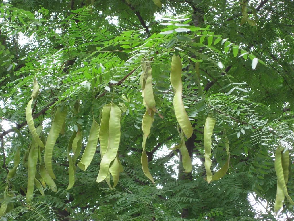 Gleditsia triacanthos - Photo 1 sur 5