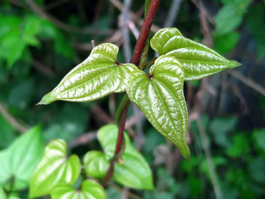 Dioscorea batatas - Photo 4 sur 5