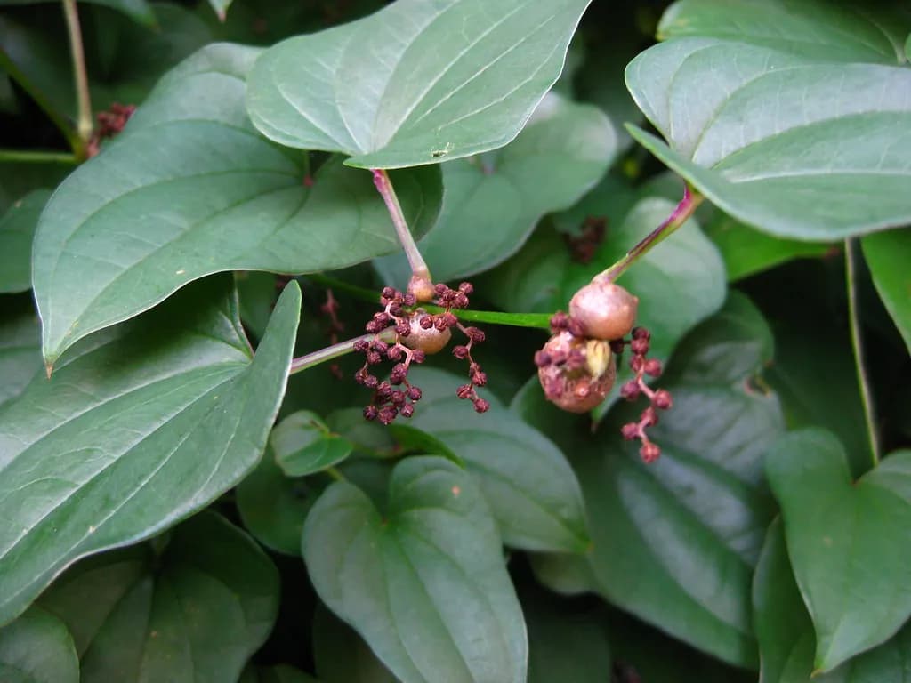 Dioscorea batatas - Photo 2 sur 5