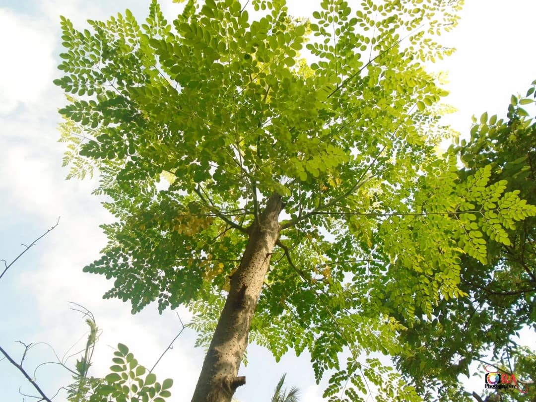 Moringa oleifera - Photo 4 sur 4