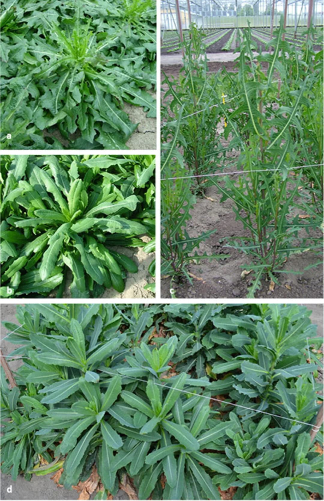 Lactuca pulchella - Photo 5 sur 5