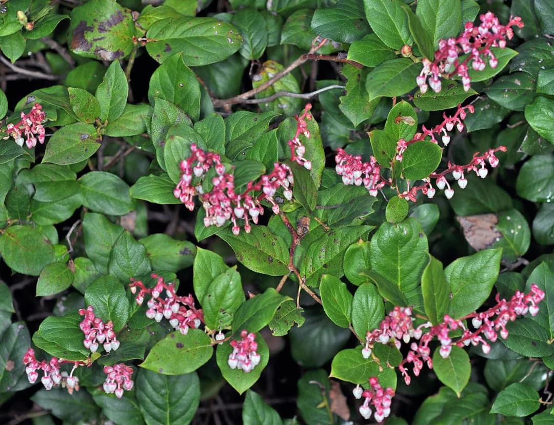 Gaultheria shallon - Photo 7 sur 8