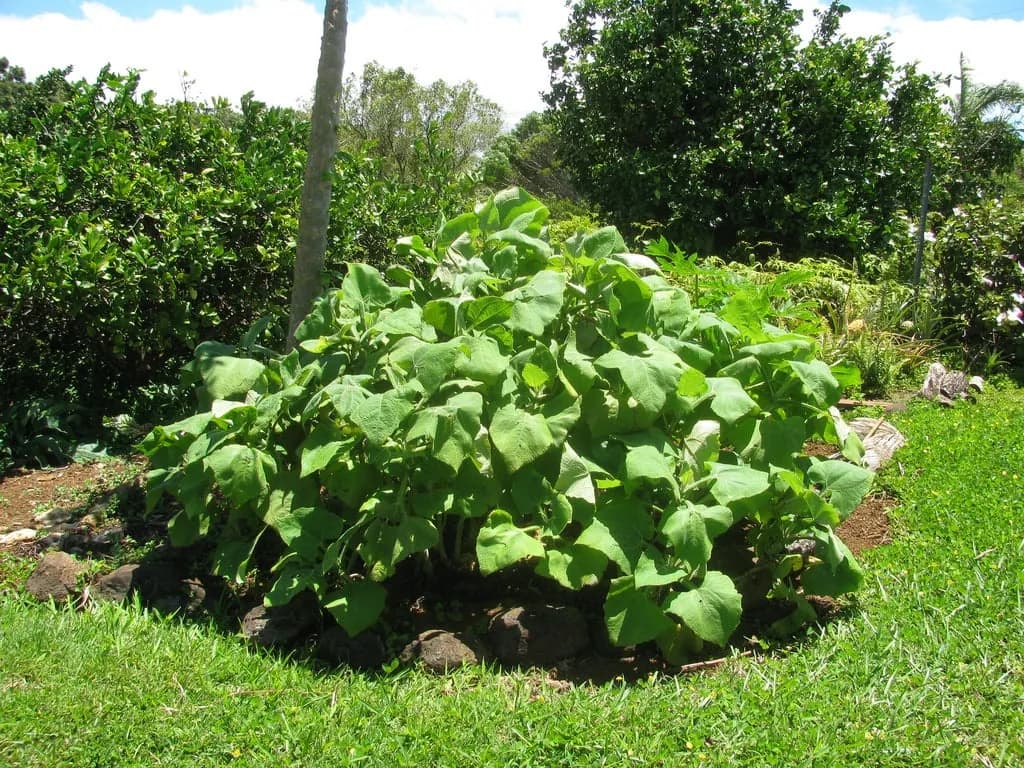 Polymnia edulis - Photo 8 sur 8